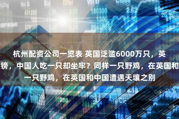杭州配资公司一览表 英国泛滥6000万只，英国人杀一只奖励英镑，中国人吃一只却坐牢？同样一只野鸡，在英国和中国遭遇天壤之别